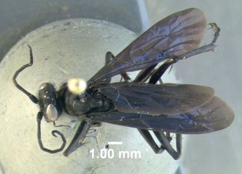 Media type: image;   Entomology 600326 Aspect: habitus dorsal view